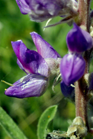 Lupinus wyethii