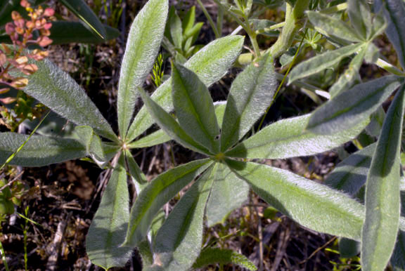 Lupinus wyethii