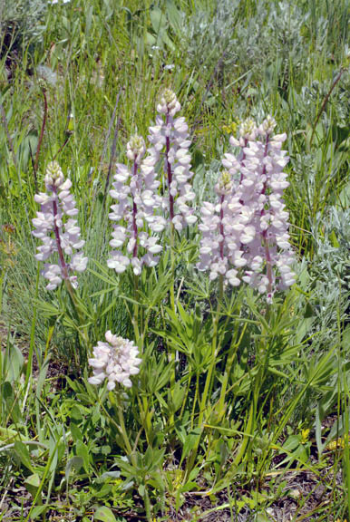 Lupinus wyethii