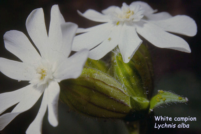 Lychnis alba