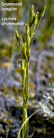 Lychnis drummondii