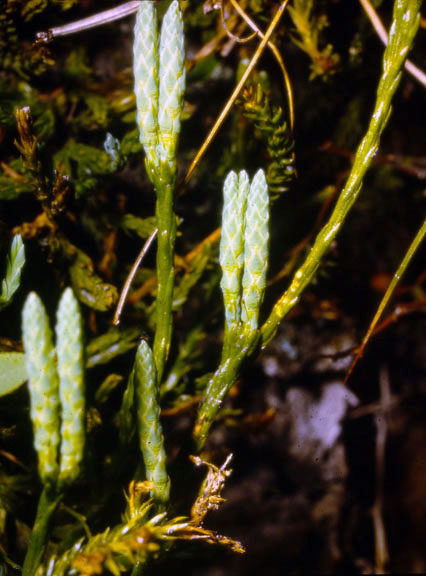 Lycopodium clavatum
