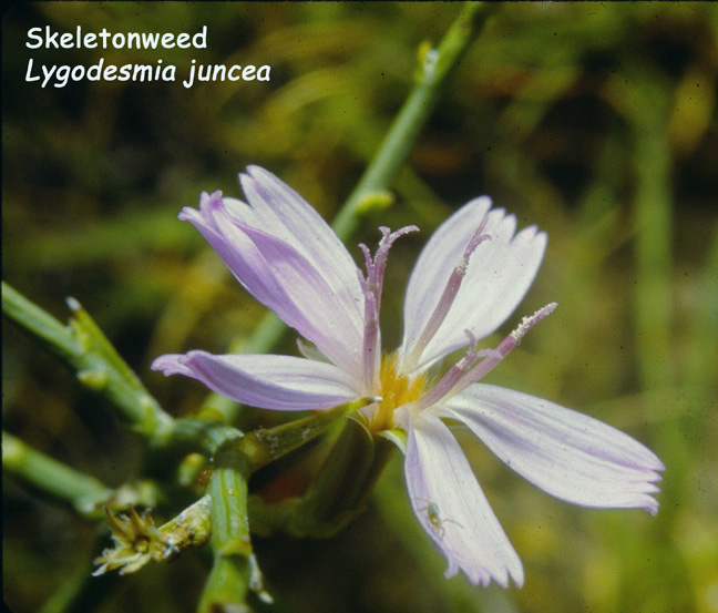 Lygodesmia juncea