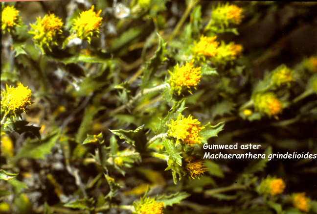 Machaeranthera grindeloides