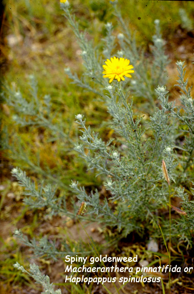 Machaeranthera pinnatifida