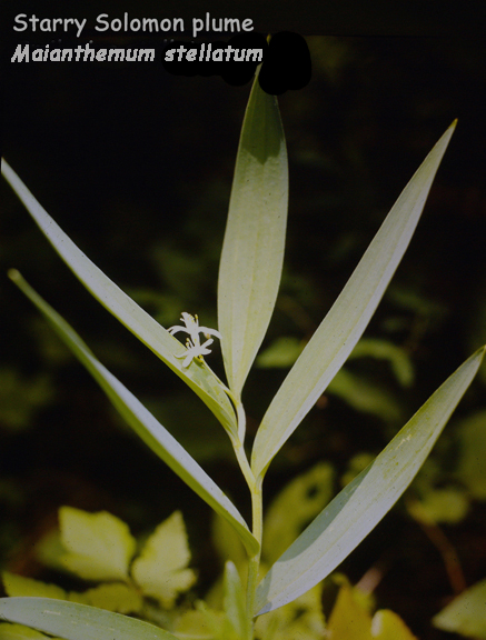 Maianthemum stellatum