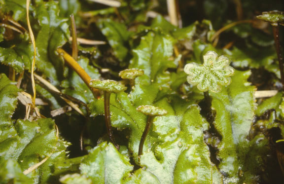Marchantia polymorpha