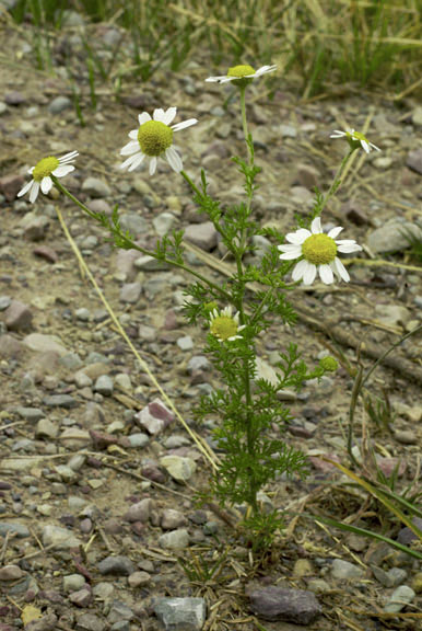 Matricaria maritima