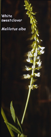 Melilotus alba