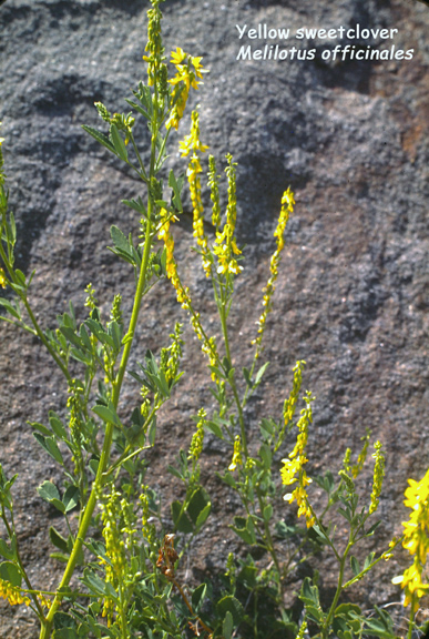 Melilotus officinalis