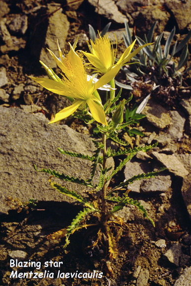 Mentzelia laevicaulis