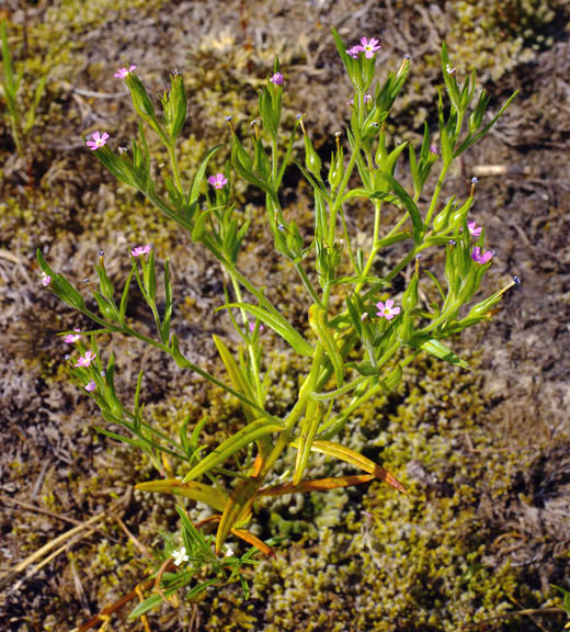 Microsteris gracilis