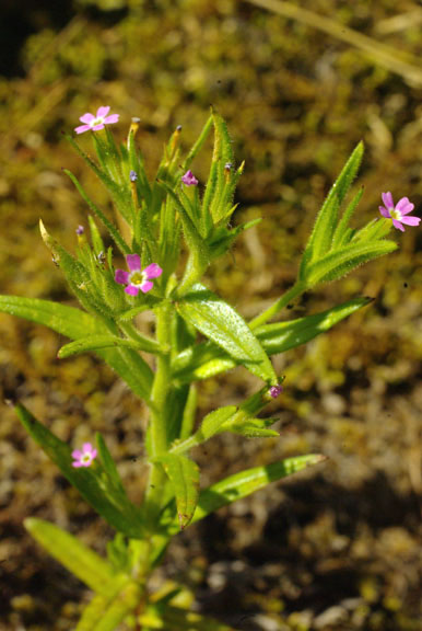 Microsteris gracilis