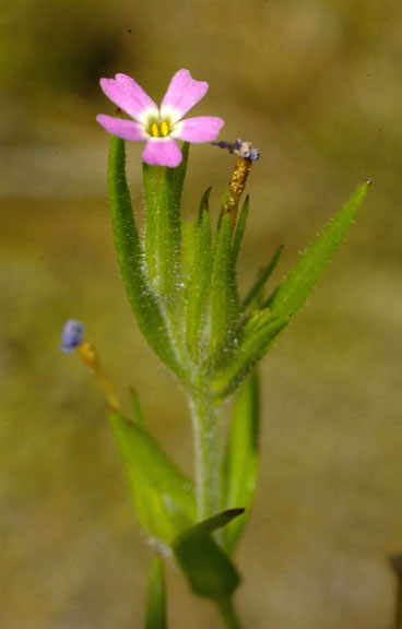 Microsteris gracilis