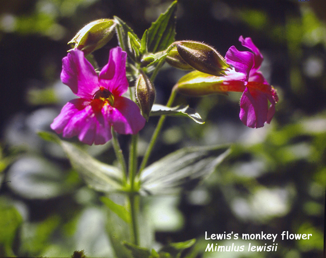 Mimulus lewisii