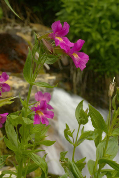 Mimulus lewisii