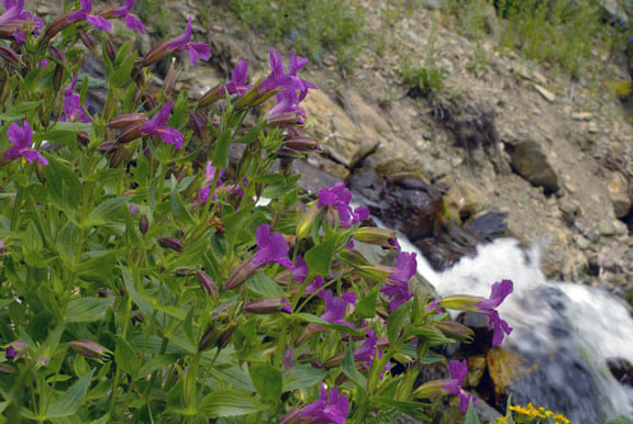 Mimulus lewisii