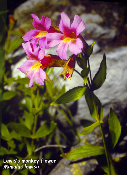 Mimulus lewisii
