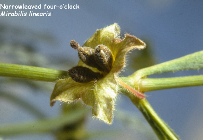 Mirabilis linearis