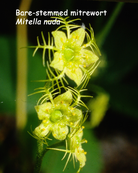 Mitella nuda
