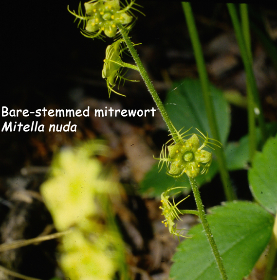 Mitella nuda
