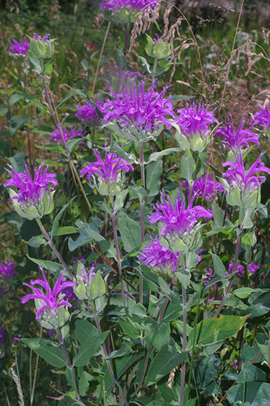 Monarda fistulosa L.