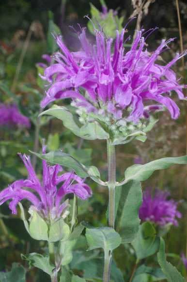 Monarda fistulosa L.