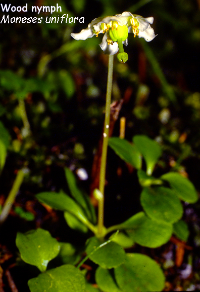 Moneses uniflora