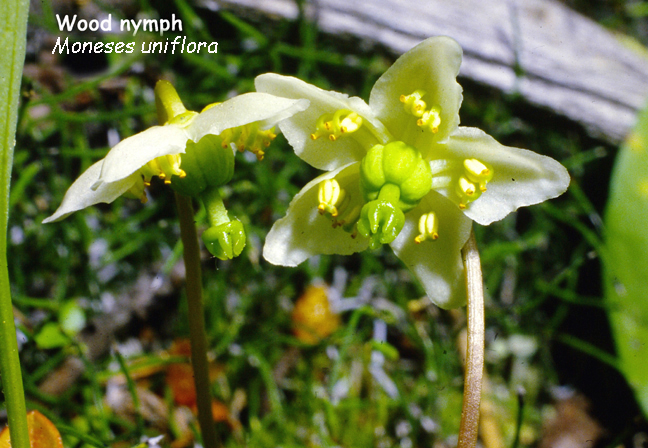 Moneses uniflora