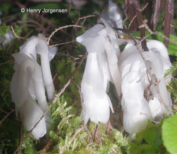 Monotropa uniflora