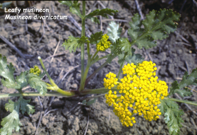 Musineon divaricatum