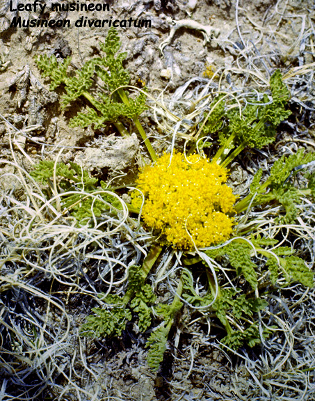 Musineon divaricatum