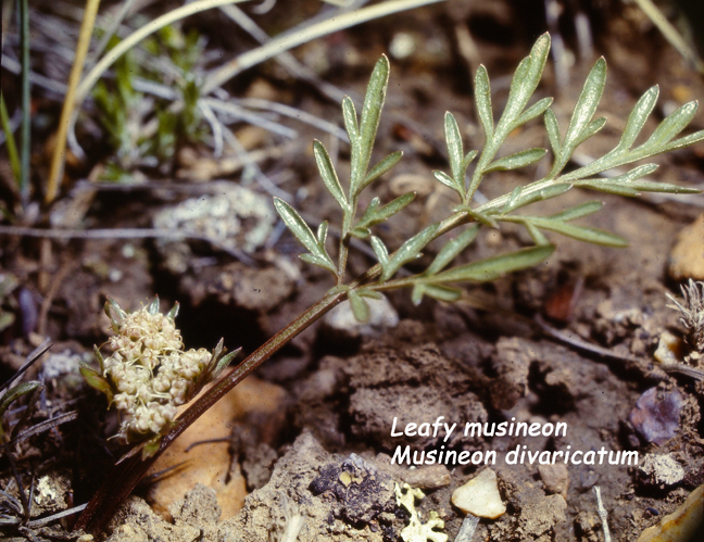 Musineon divaricatum