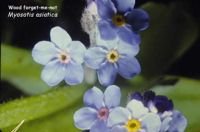 Myosotis asiatica