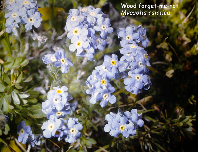 Myosotis asiatica