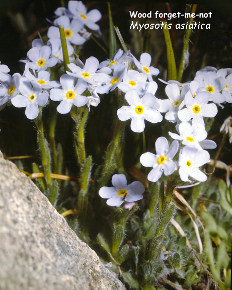 Myosotis asiatica