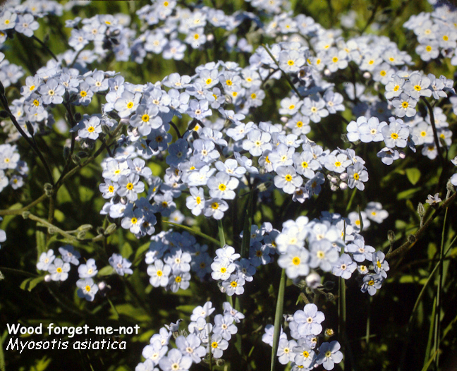 Myosotis asiatica