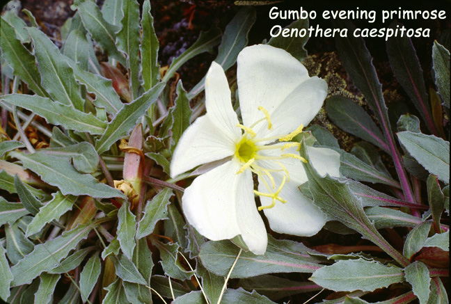 Oenothera caespitosa