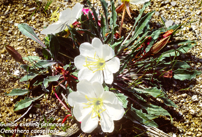 Oenothera caespitosa