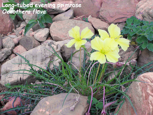 Oenothera flava