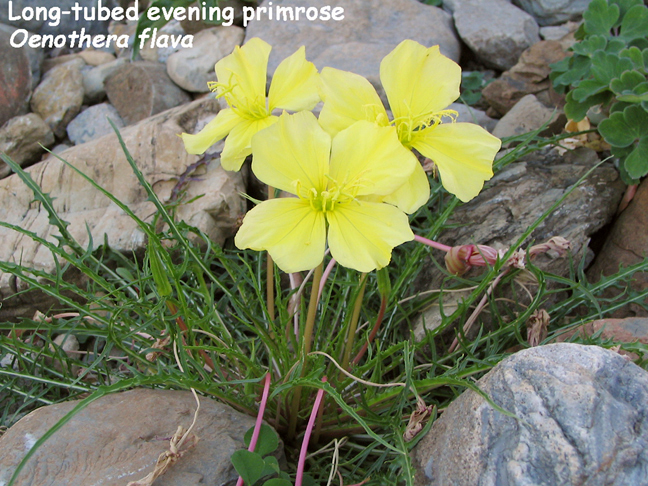 Oenothera flava