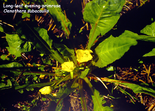 Oenothera subacaulis