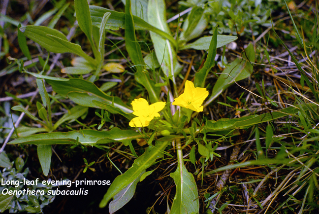 Oenothera subacaulis