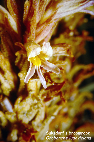 Orobanche ludoviciana