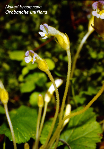 Orobanche uniflora