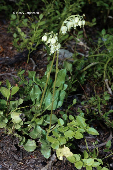 Orthilia secunda