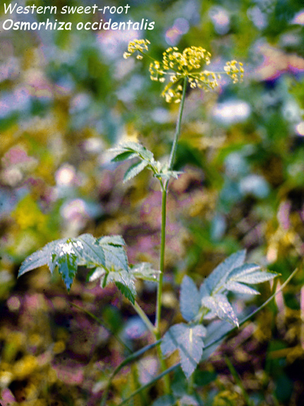 Osmorhiza occidentalis