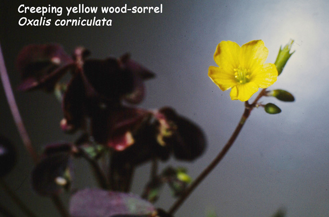 Oxalis corniculata