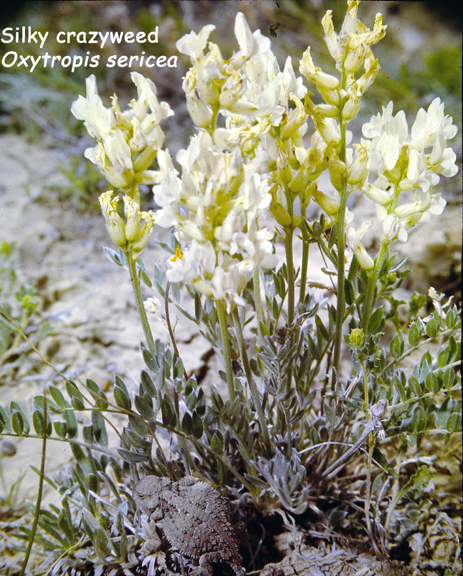 Oxytropis sericea v.spicata