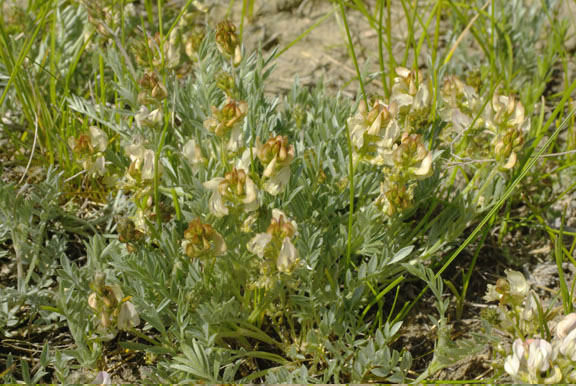 Oxytropis sericea v. sericea